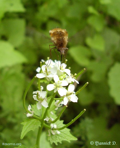 Un insecte butine une fleur
            d’Alliaire
        