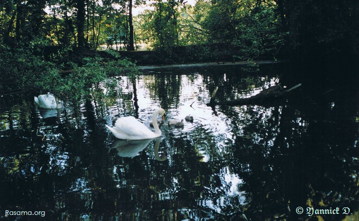 Deux cygnes
                blancs sur une eau noir — Style illustration de deux cygnes
                — Un coin de nature au nord de Metz
            