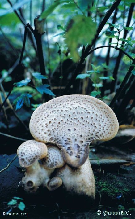 Deux champignons
                dans la forêt dans la nature au nord de Metz
            