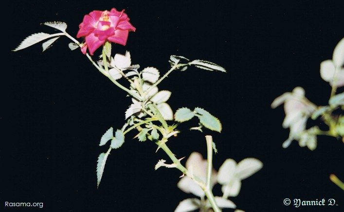 Rose qui danse
                — Rose naine en pot
            
