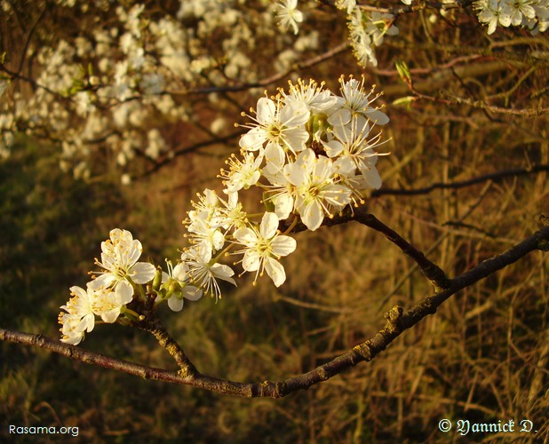 Fleurs
                de cerisier sauvage ( ter ) — Hauteur de Metz
            