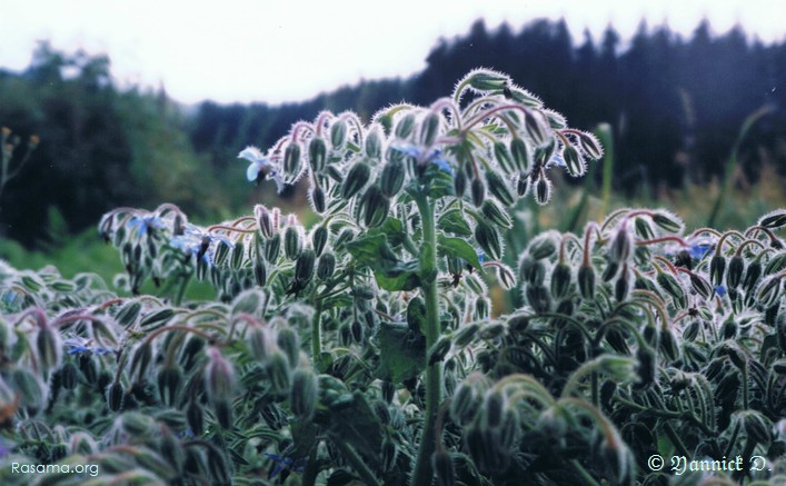 Fleurs
                de mâche ( une variété de salade ) — dans un jardin
                des Vosges
            